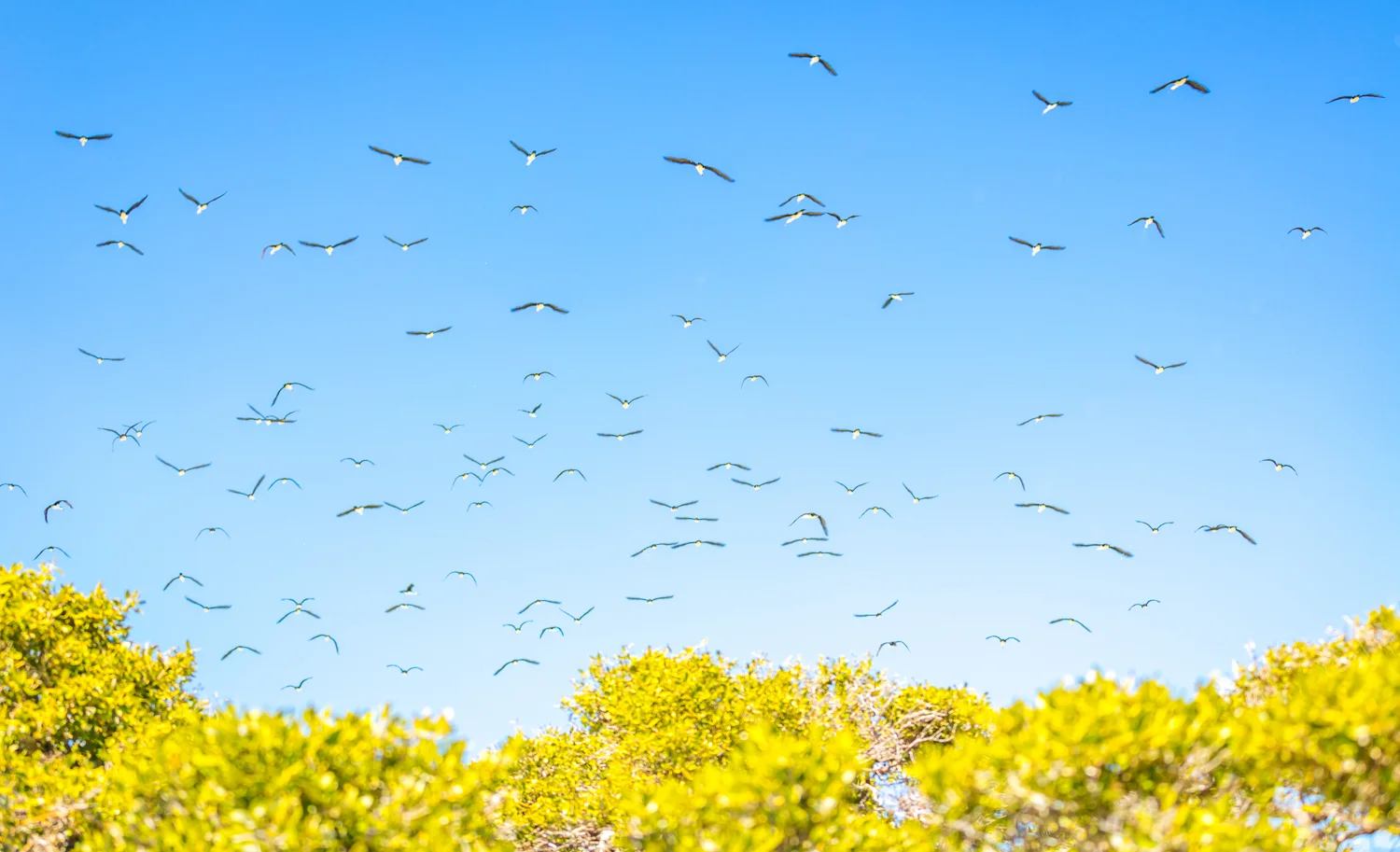 Eco Abrolhos-5231.jpg
