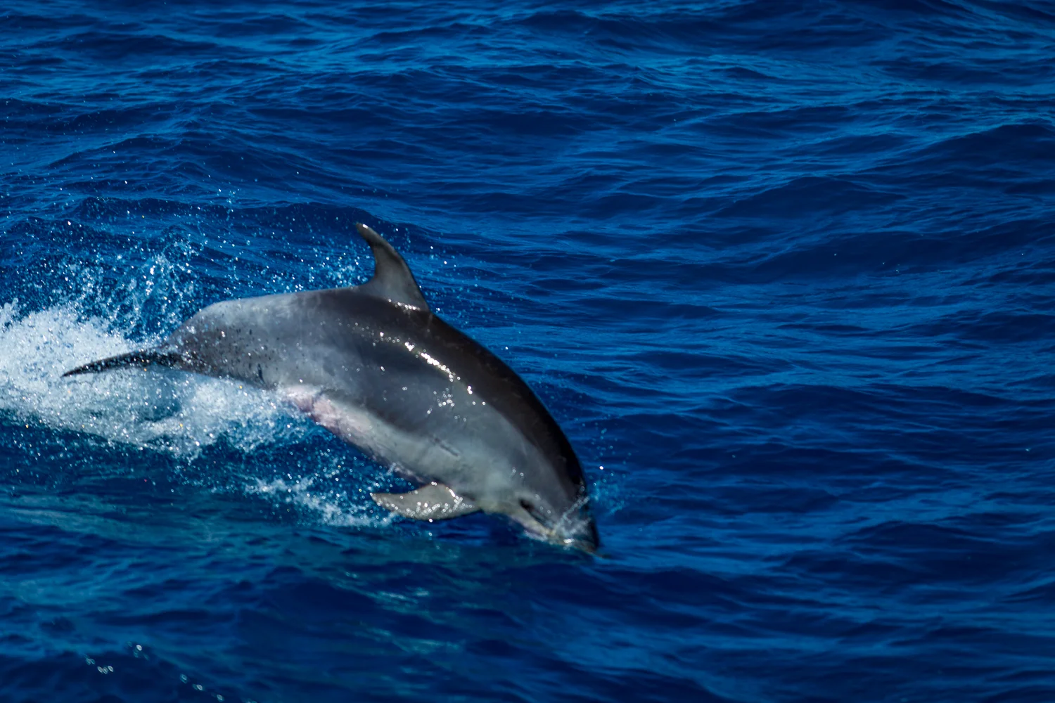 Eco Abrolhos-5899.jpg