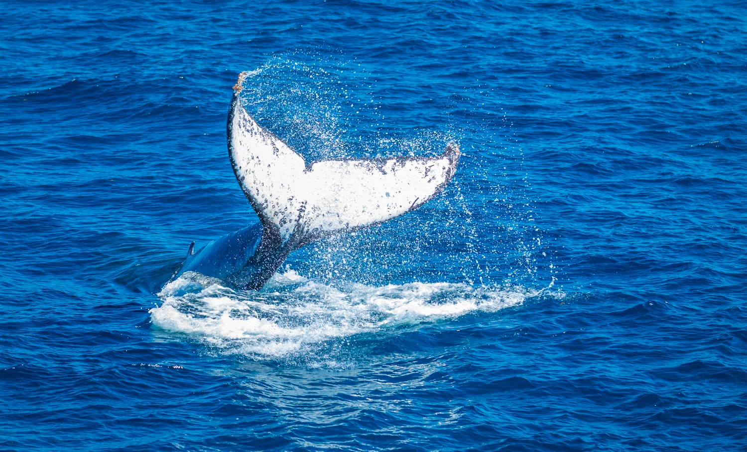 Eco Abrolhos-5833.jpg