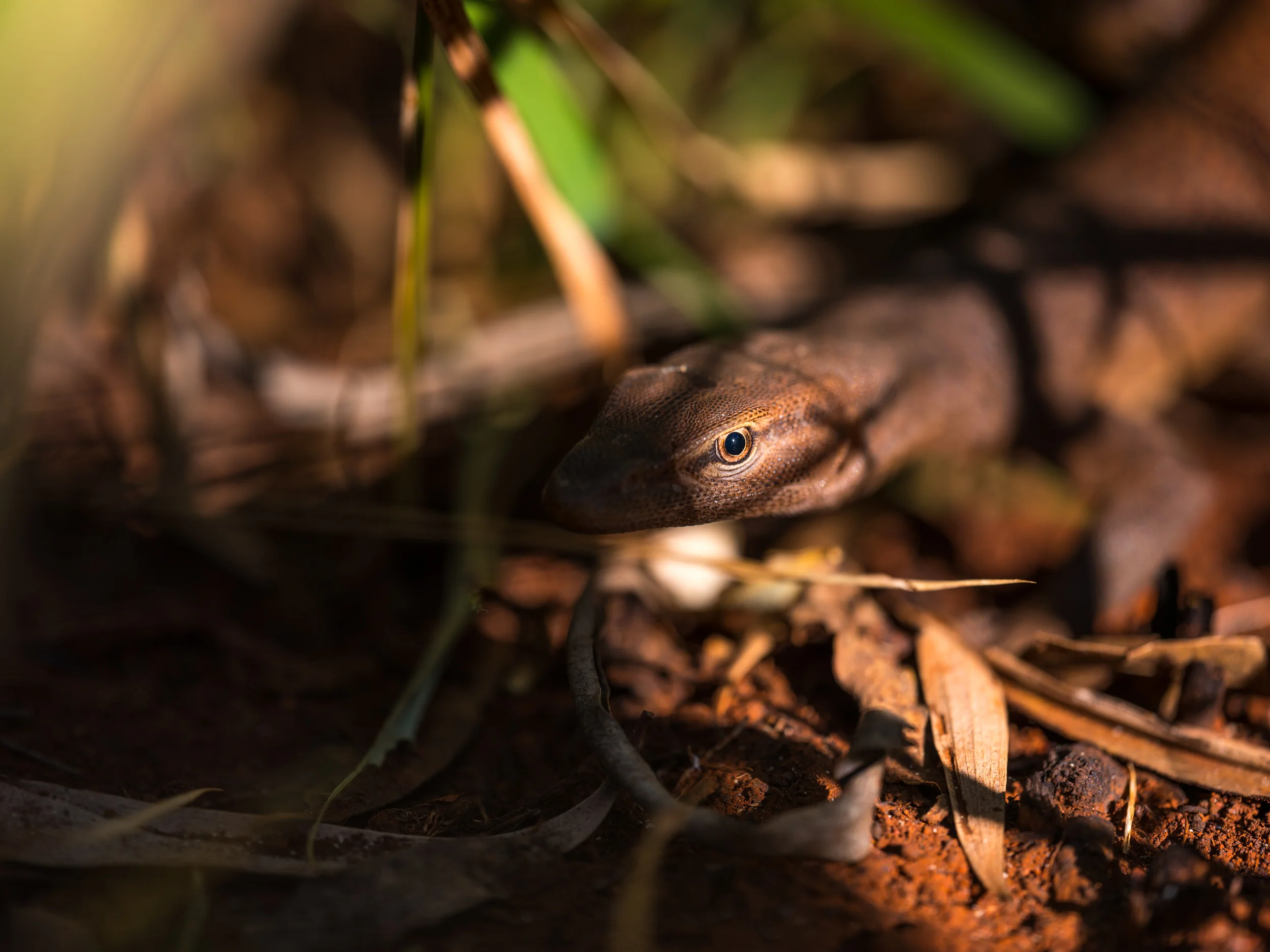 Karijini 2017-1459.jpg