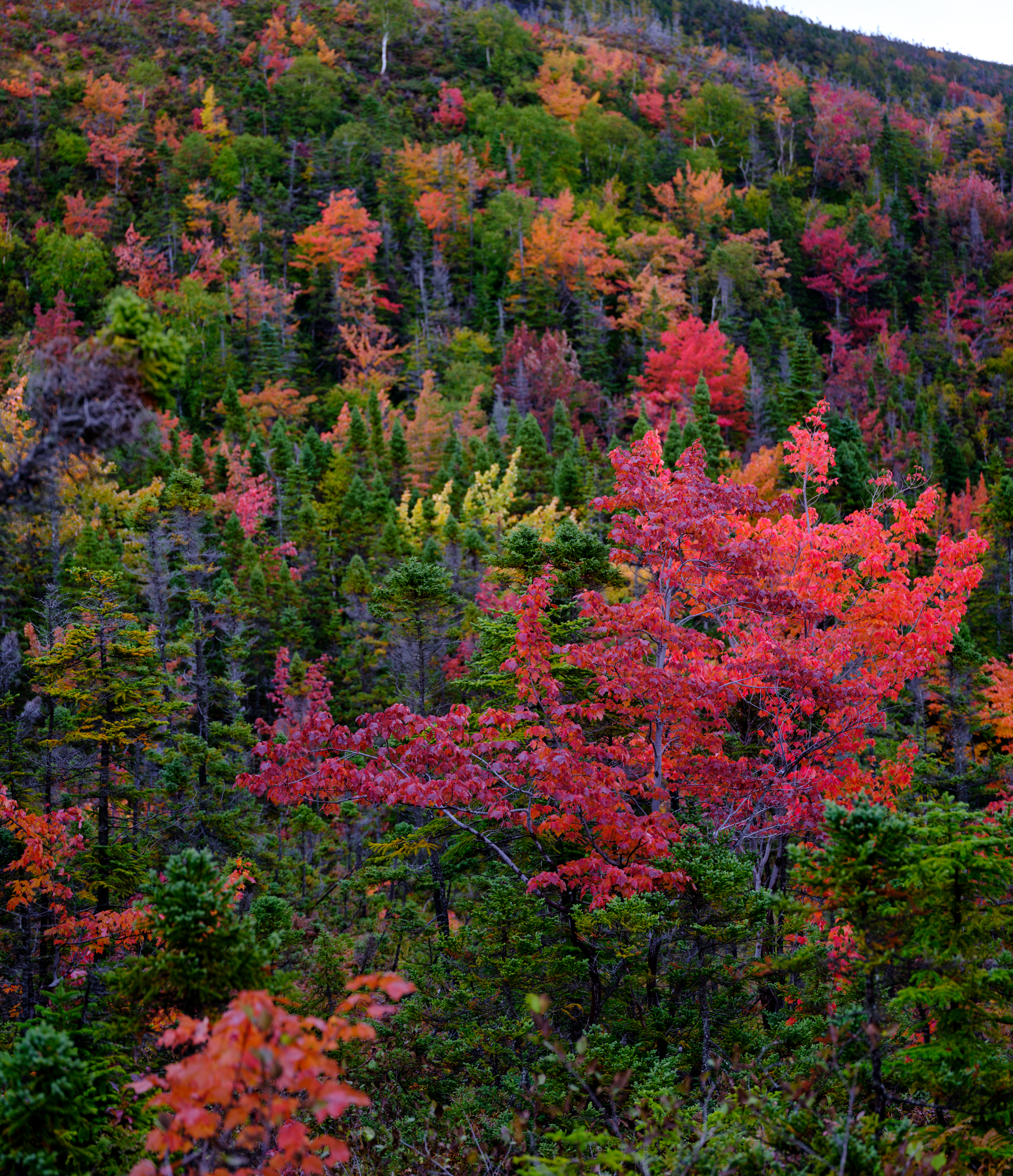 _DSF3030-Pano.jpg