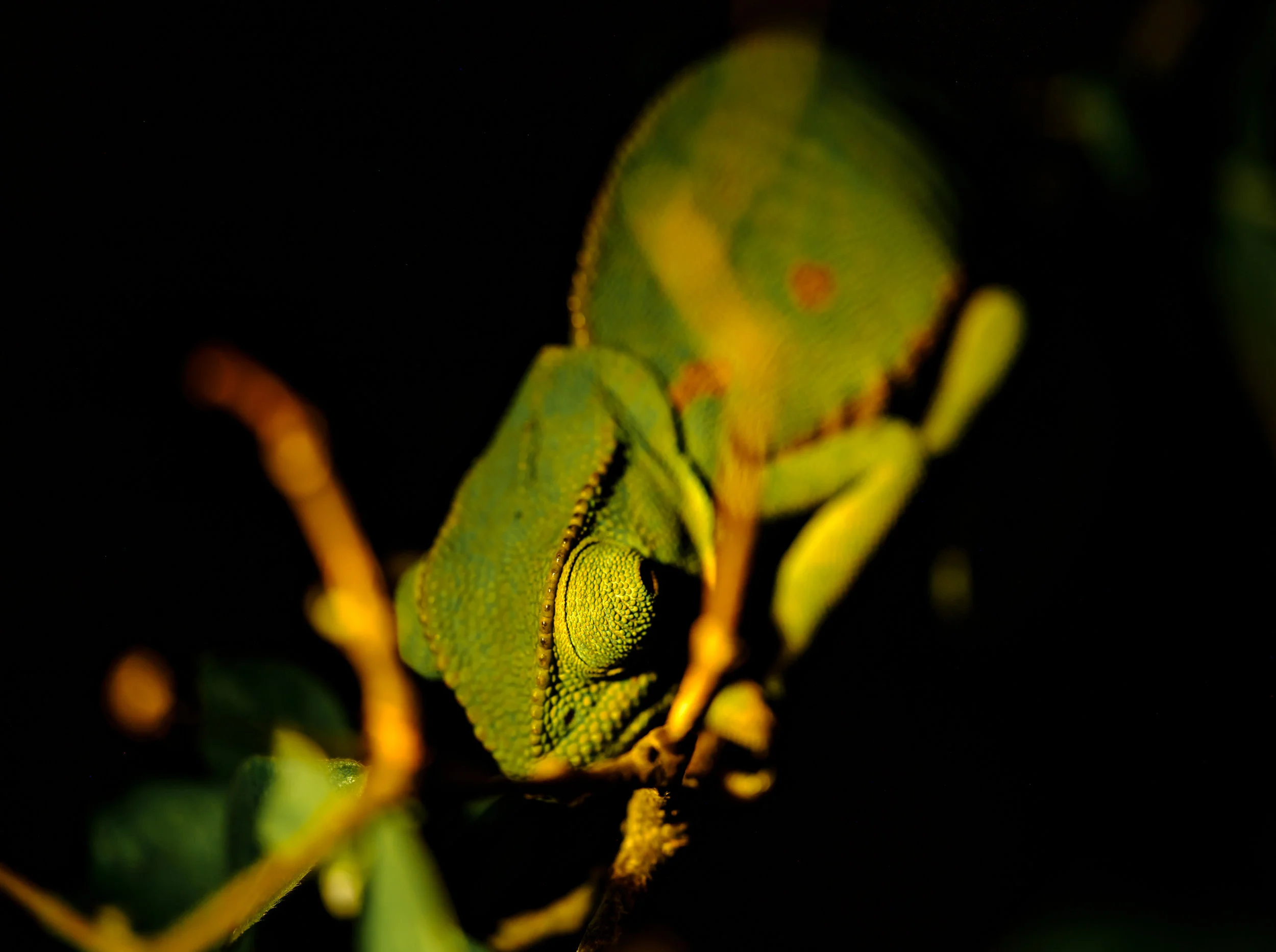 _DSF7223.jpg