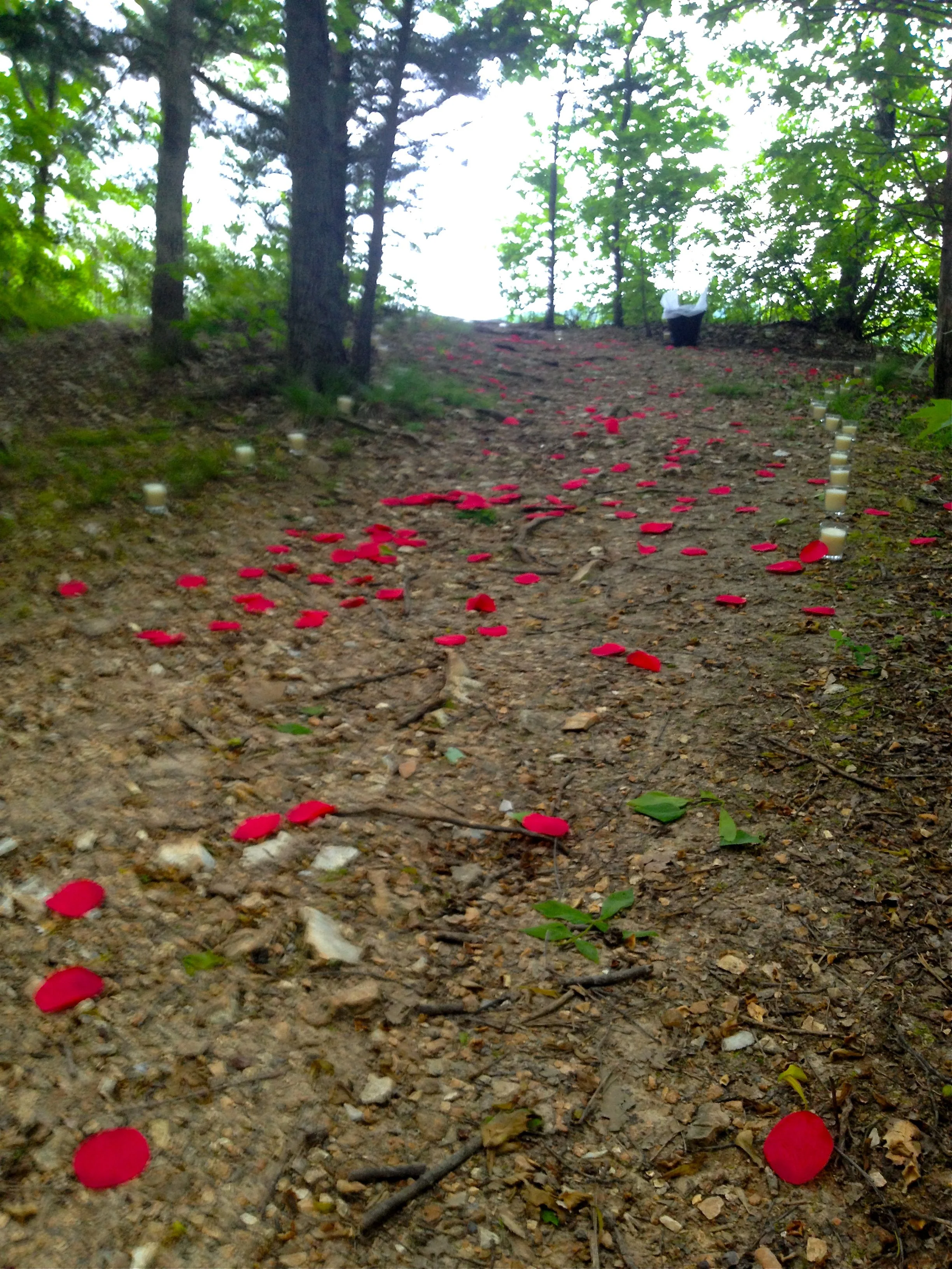 Rose petals.jpg