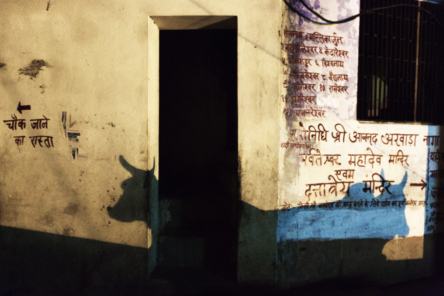  Shadows of cows, two of many that populate the Varanasi streets and Ghats, on the way to the women’s ashram. 