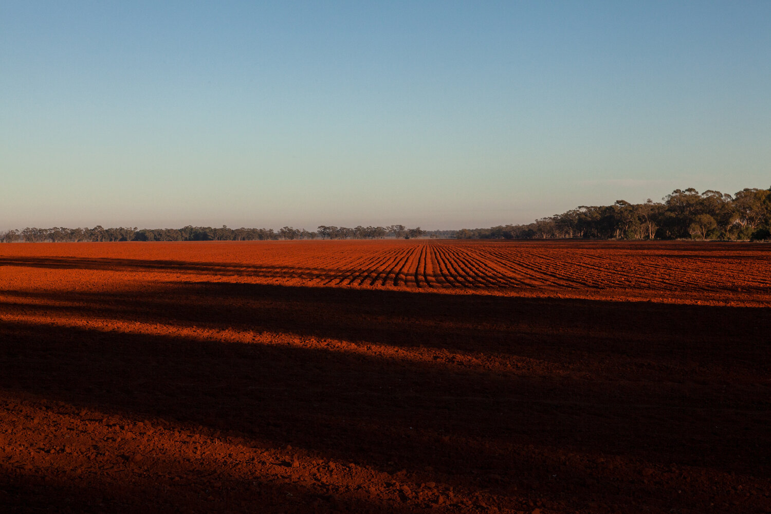  Ploughed fields outside Tottenham. Changes to farming practices have created more sources of food and shelter for mice. 