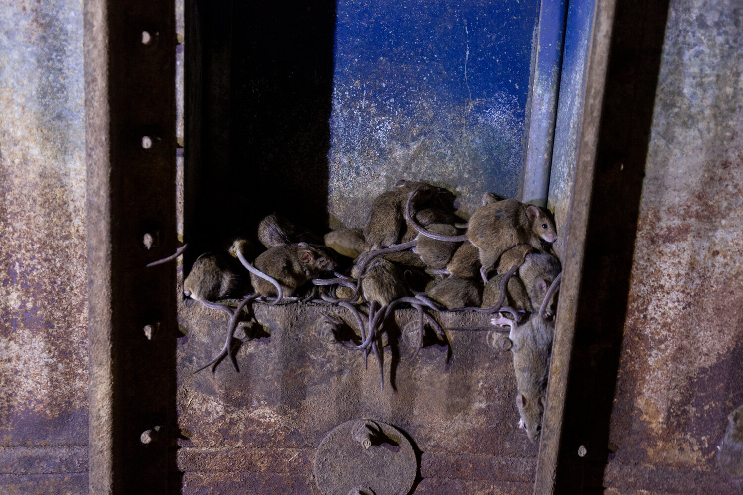  Mice in a grain silo on the Fragar farm. 