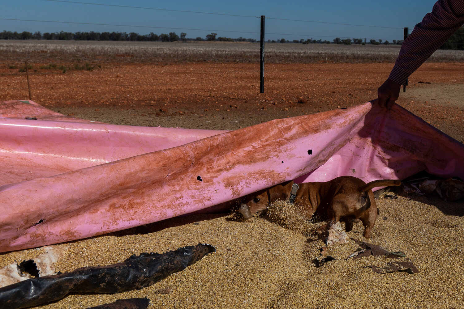  Mr. Greig’s dachshund hunting for mice under a tarp on the Greig farm.   