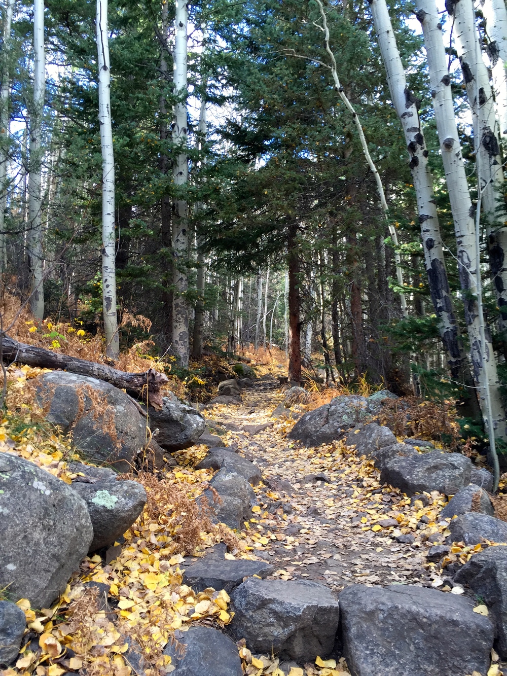 Climbing through aspen to Cub Lake