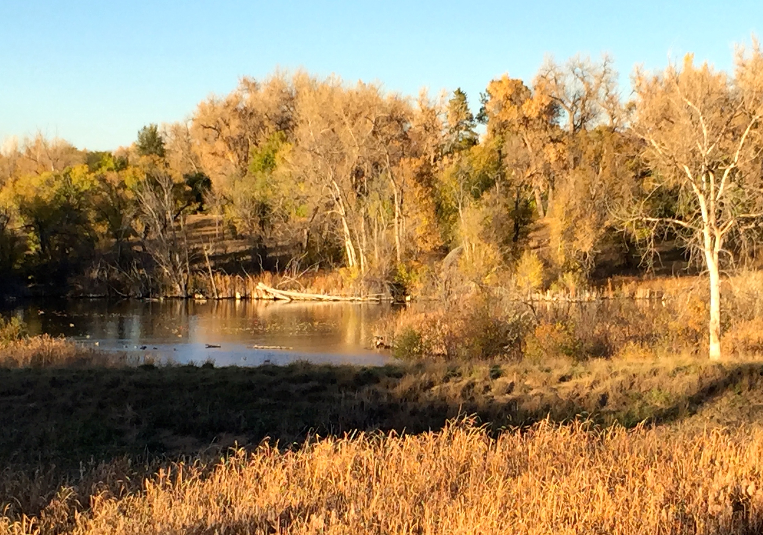 Autumn scene at the Marjorie Perry Nature Preserve in Greenwood Village.