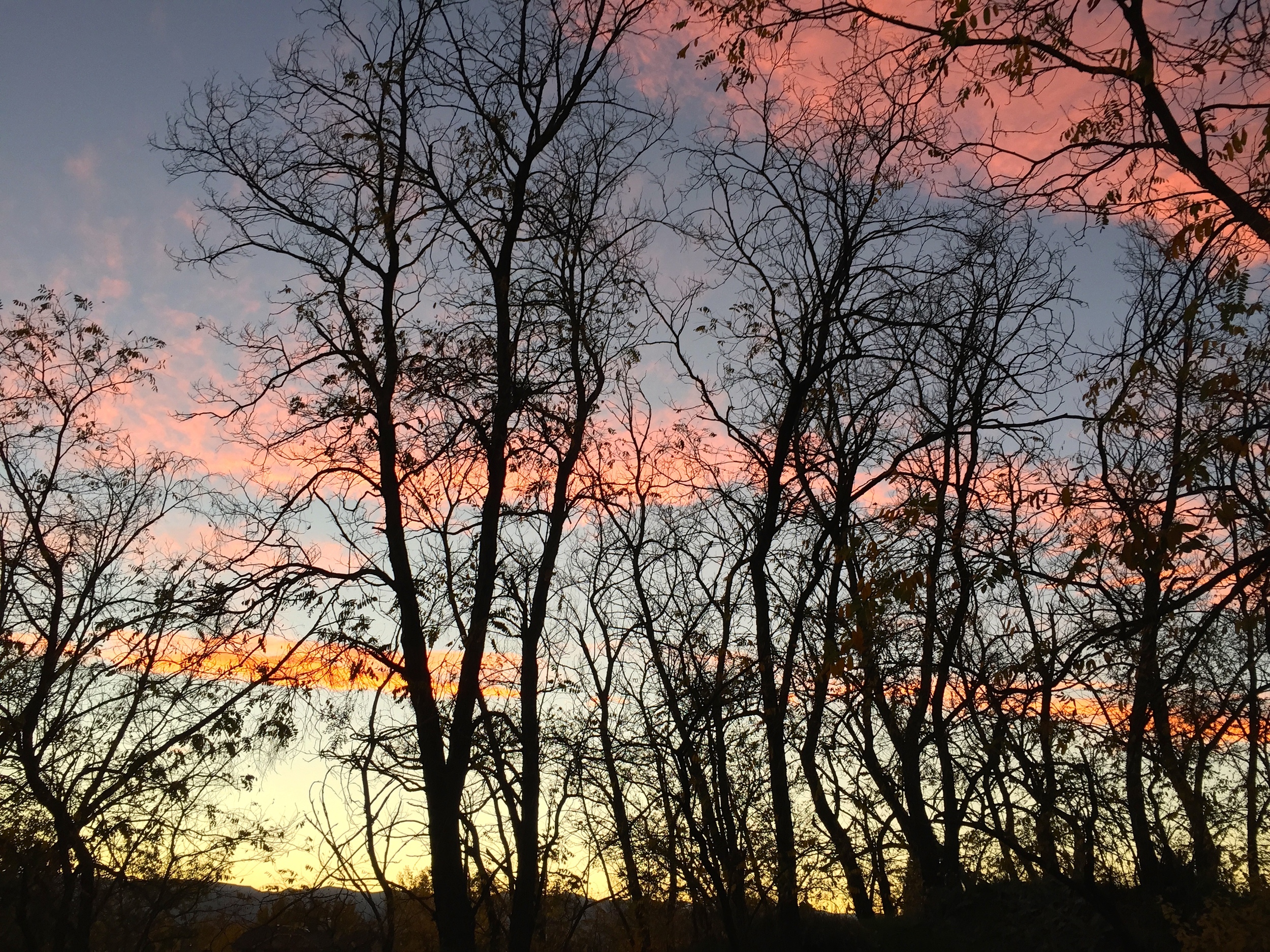 Sunset through trees along the Highline Canal Trail