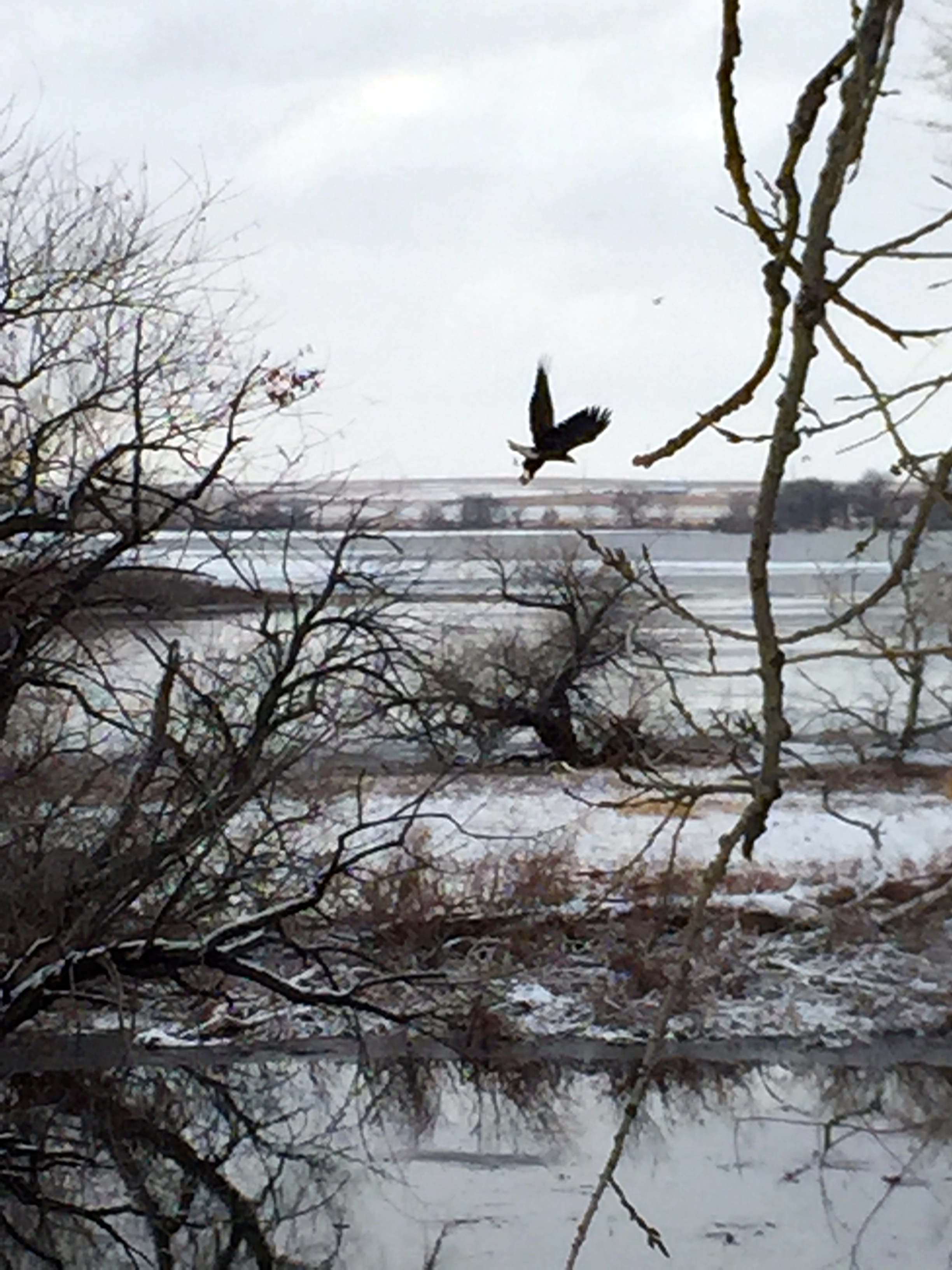 An eagle takes flight