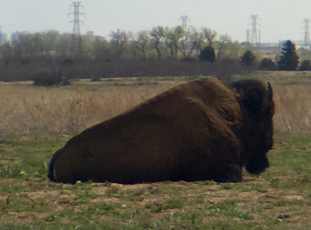  I had opportunities to see the bison herd up close 