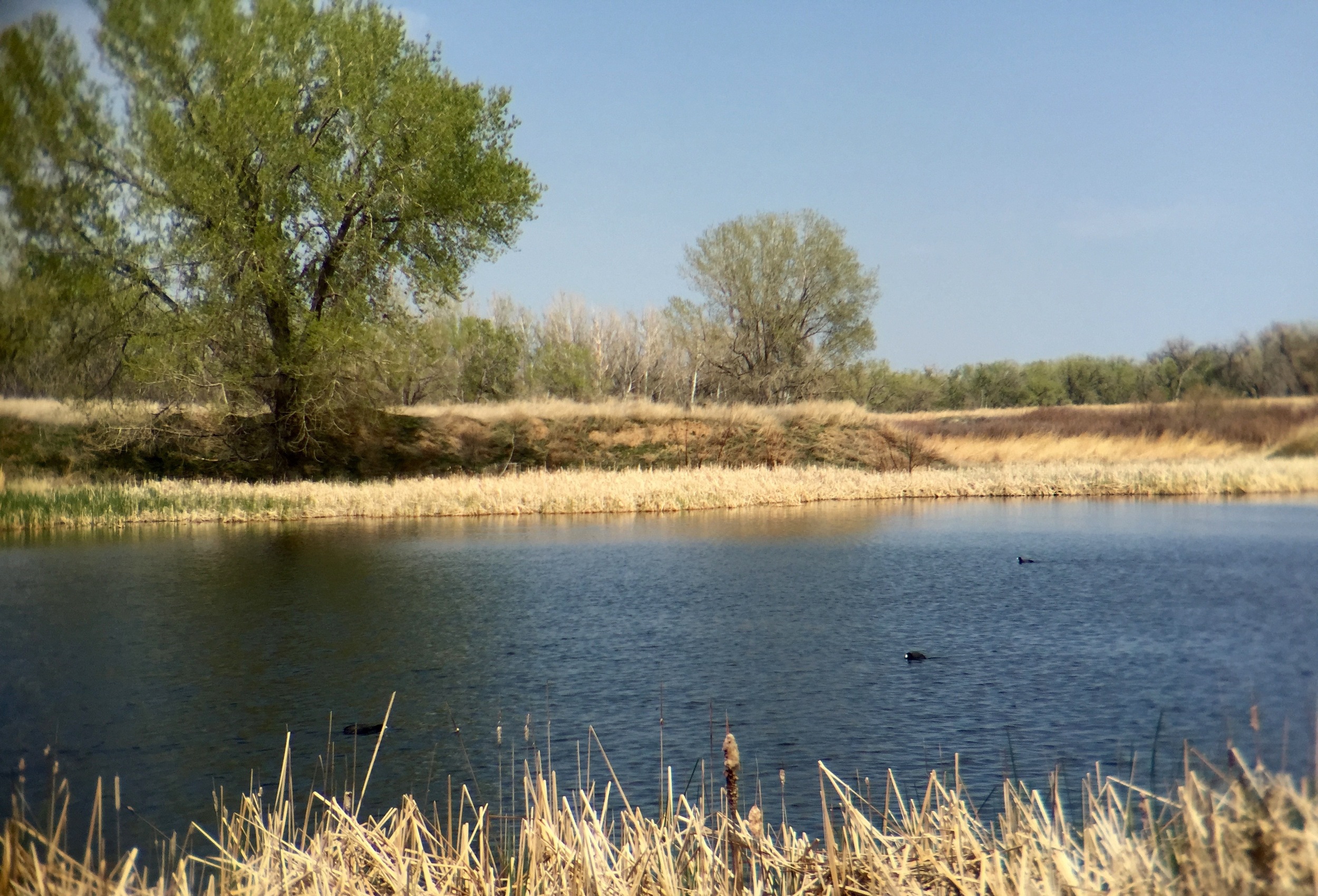  American coots fill the Rod and Gun Club Ponds 