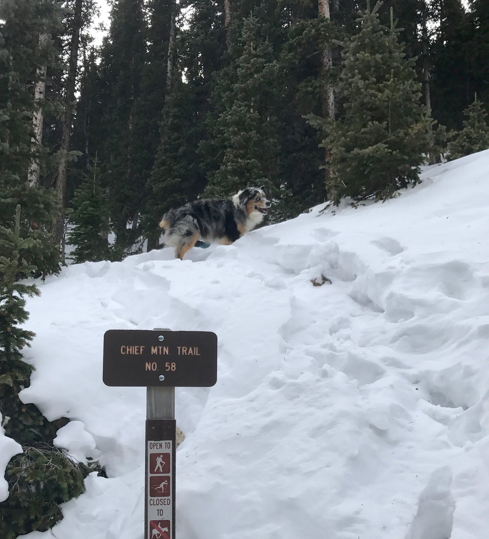  Wembley leads up Chief Mountain past the official Forest Service trail sign 