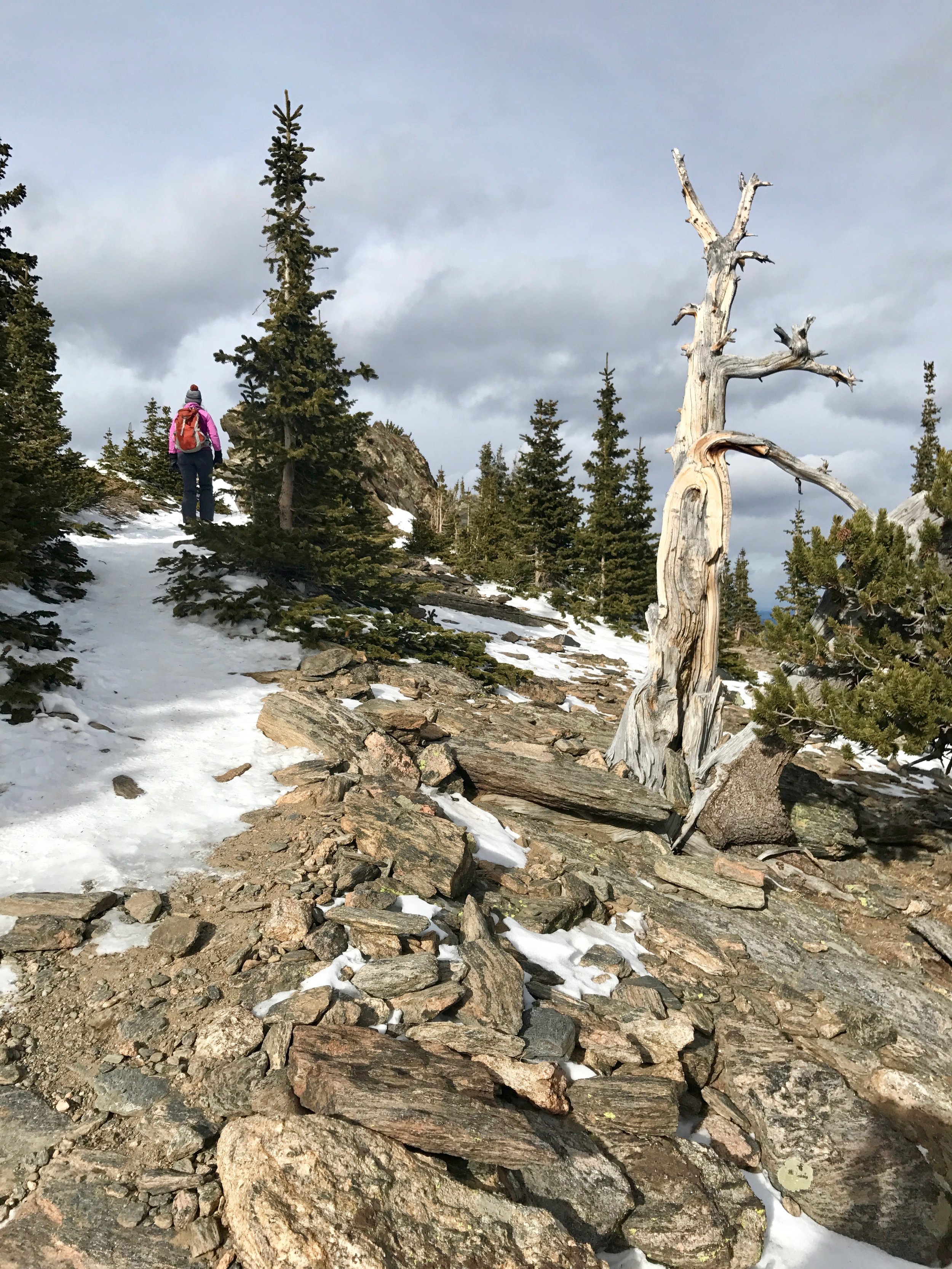  Up past the bristlecone pines. 