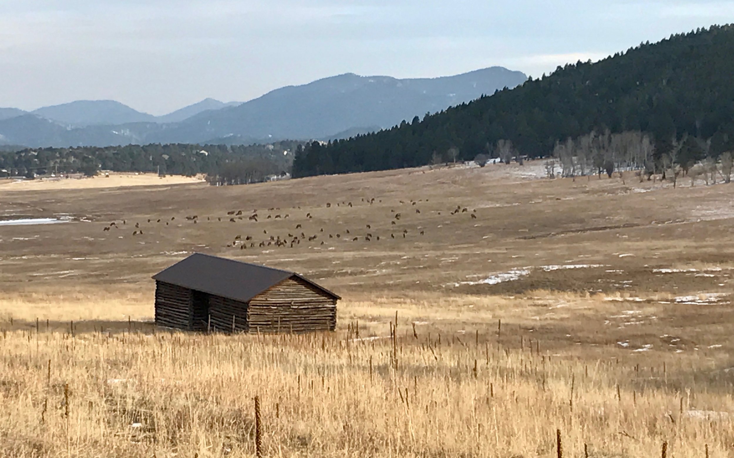  Elk in their eponymous meadow on the way back to Evergreen. 