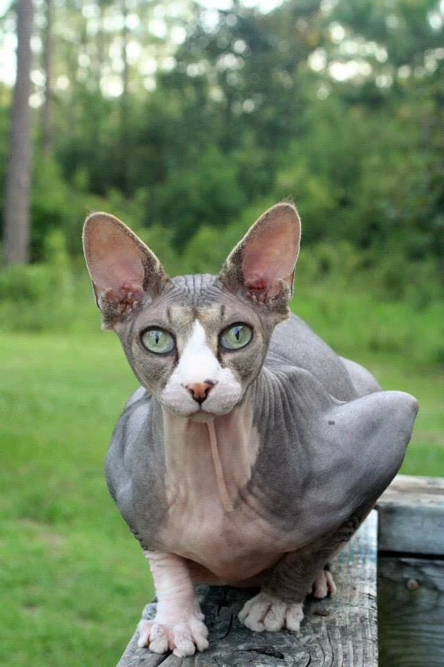 "Dobby" Hensley- Rosemary Beach, Fl.