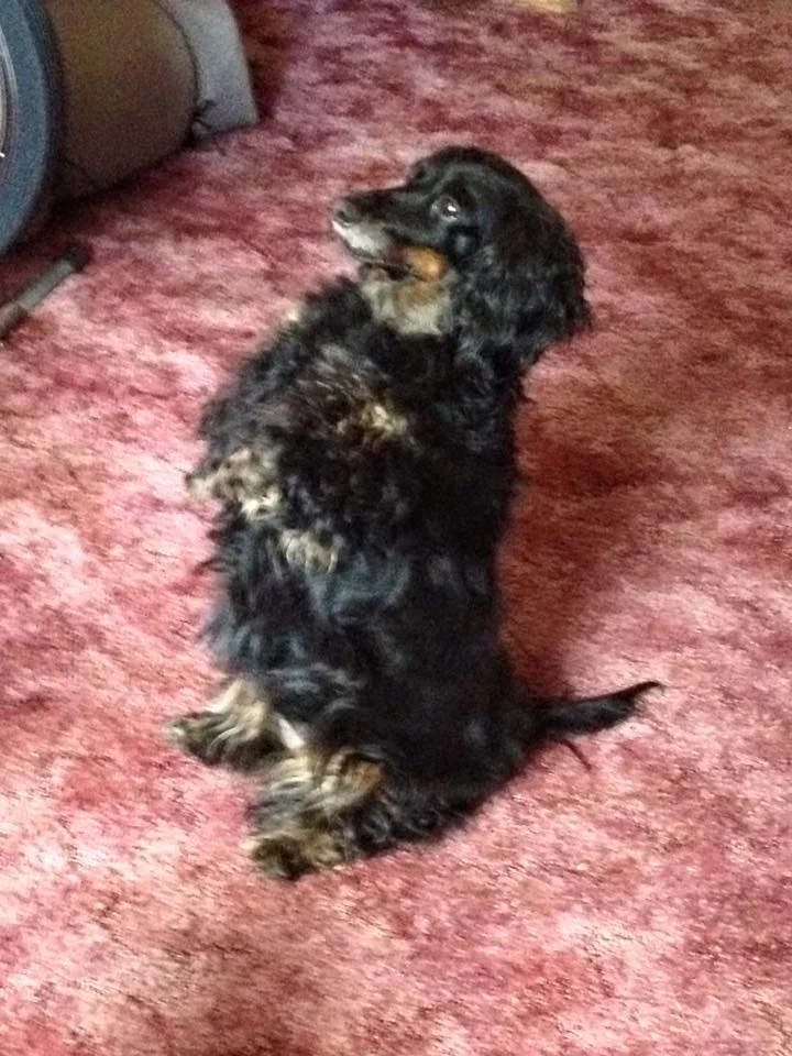 "Gidget"Schuster-Niceville, Fl.
