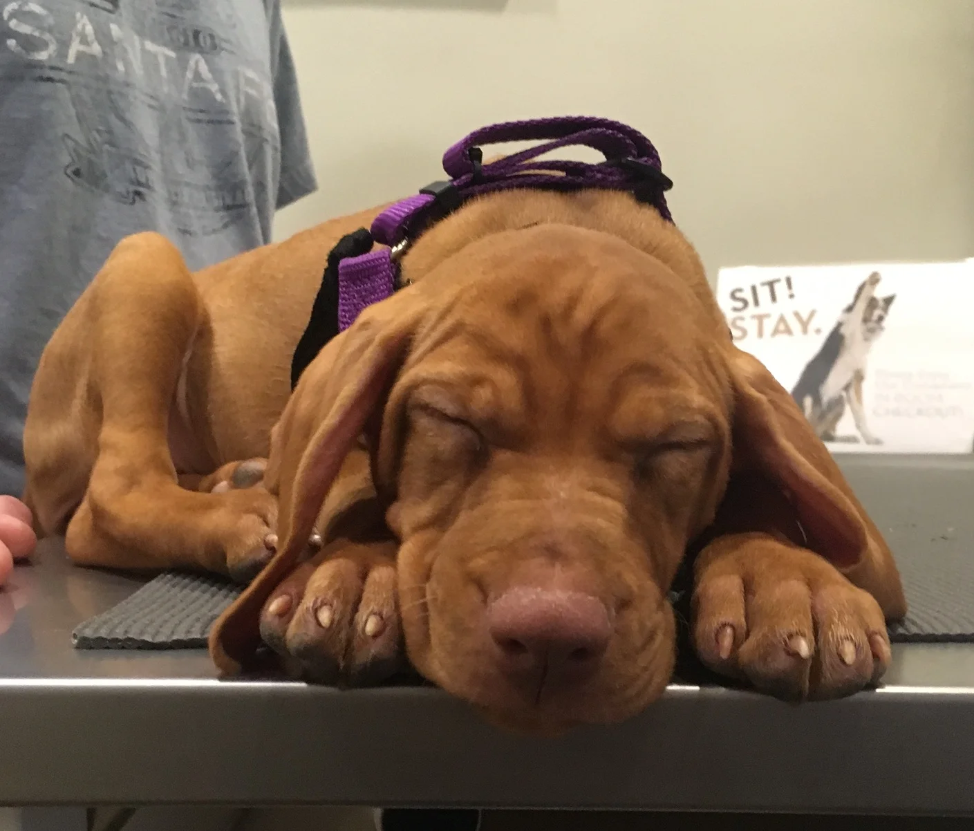 "Zsa Zsa" Hood