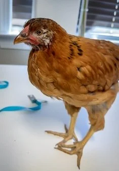 Bird.jpg