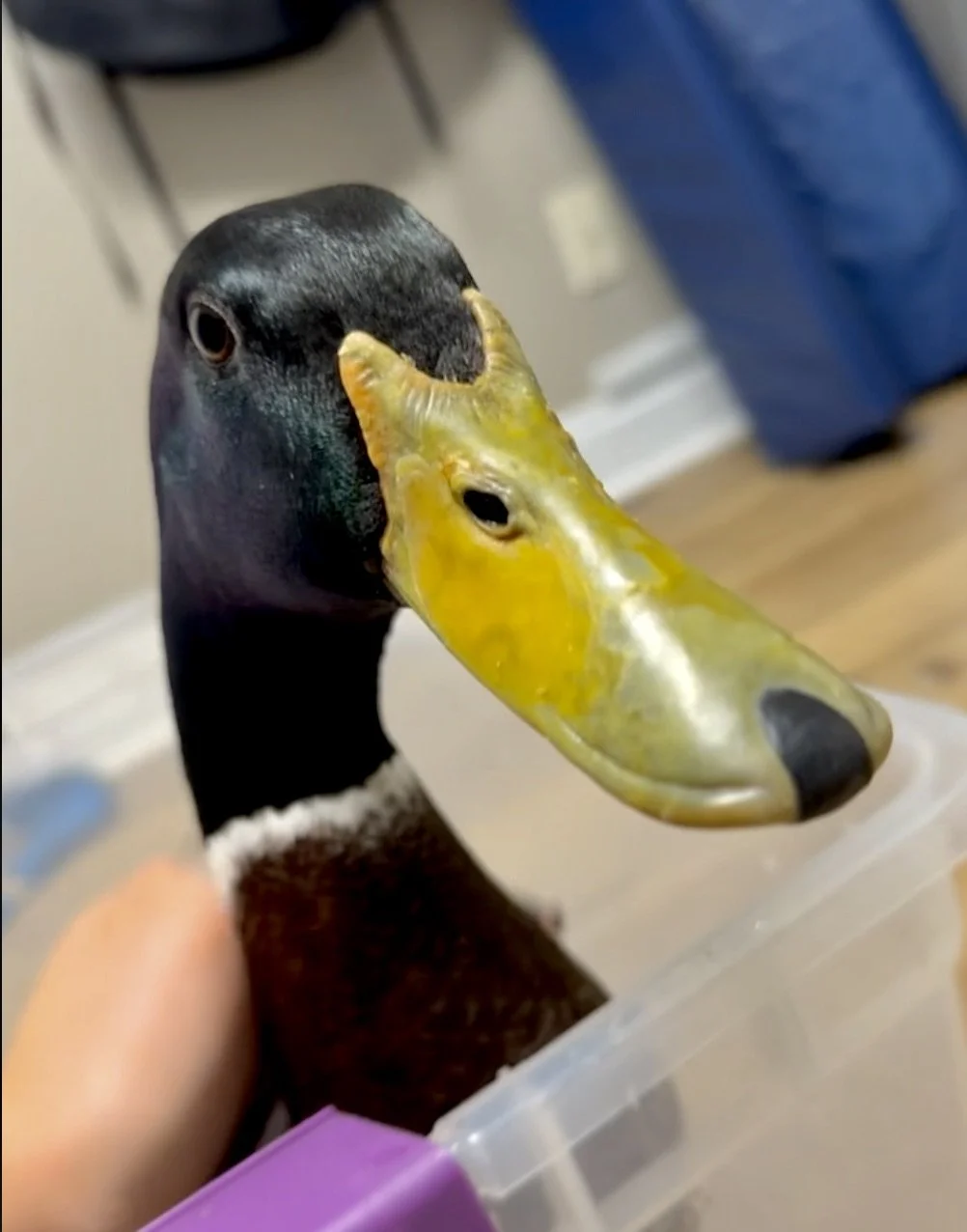 Screenshot 2025-11-21 at 5.32.45 PM.jpeg