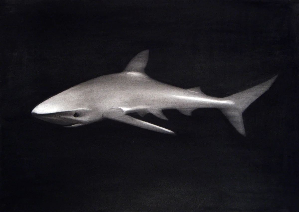 sharkw.jpg