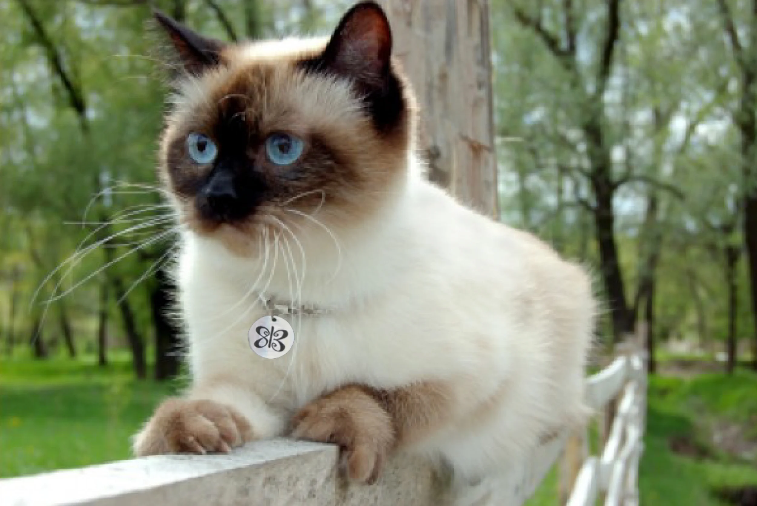 Джамби порода кошек. Порода кошек лайт. Cats are popular. Cats are popular. Коты на пост.