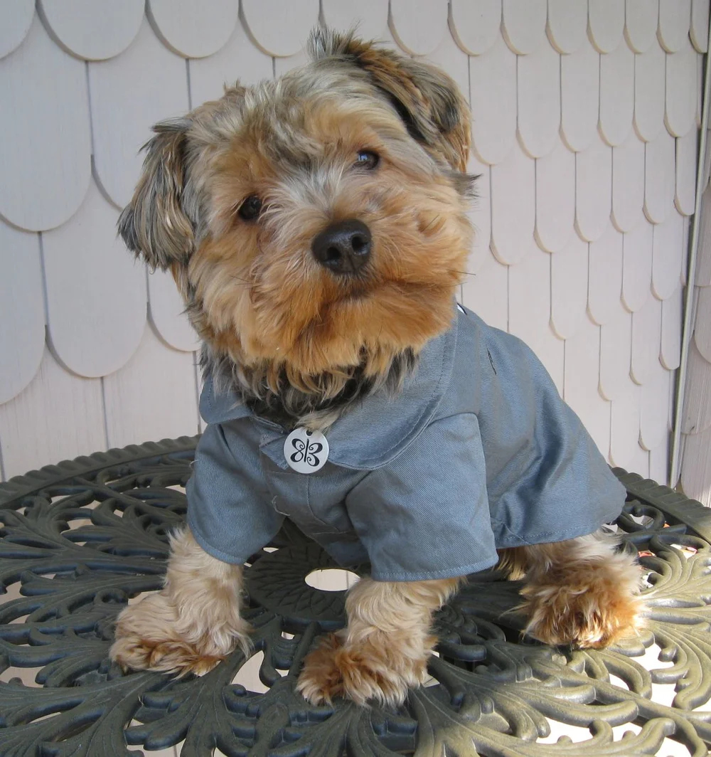 Mater, possibly the cutest dog in the world.