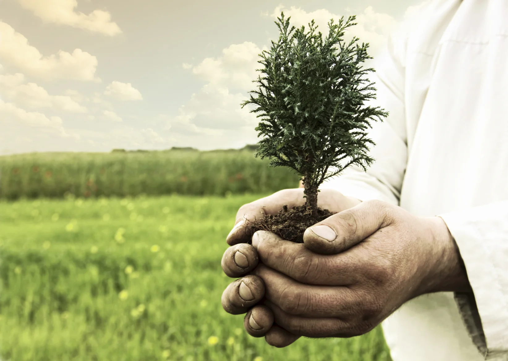 tree in hands.jpg
