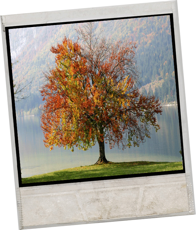 Fall-Tree.png