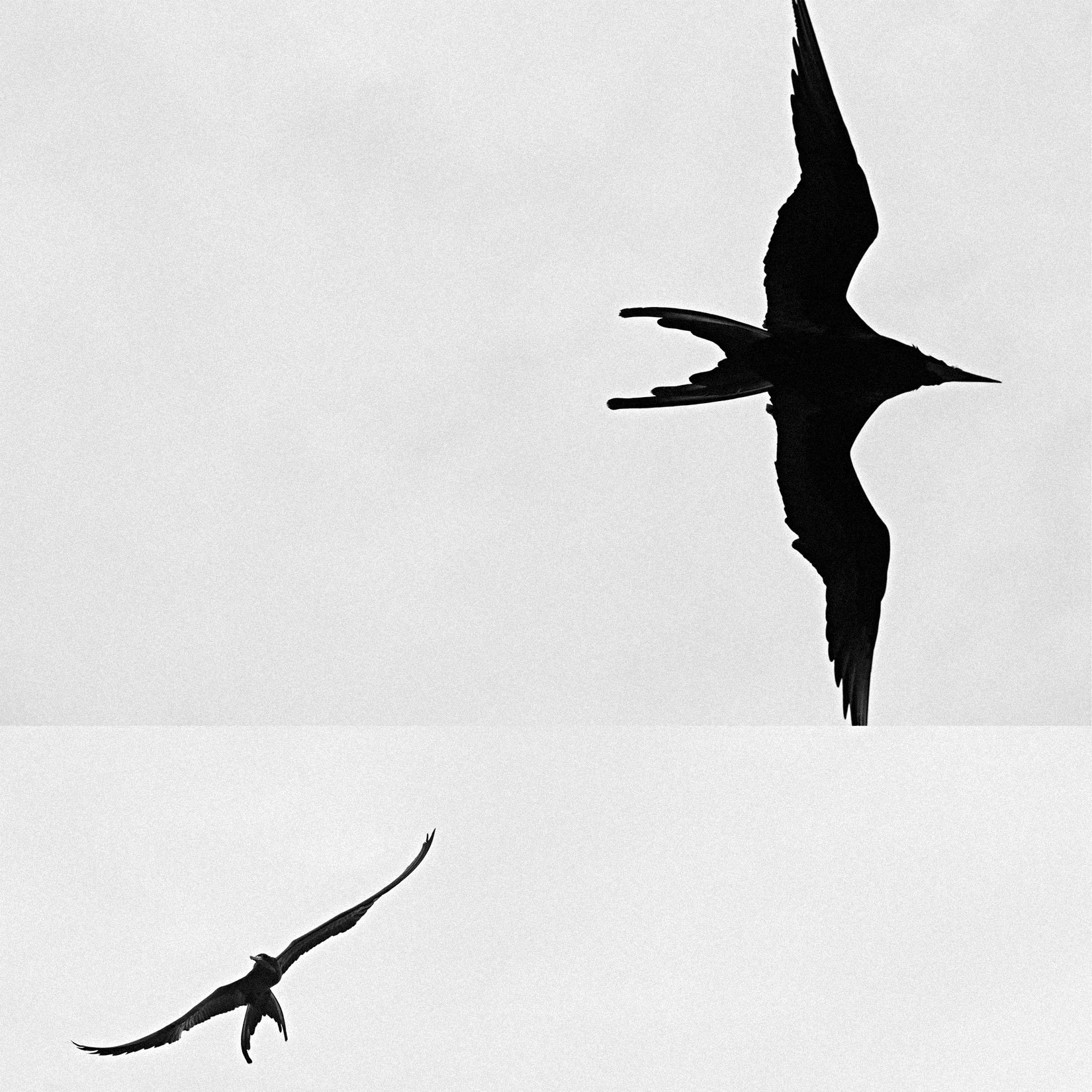 birds.jpg
