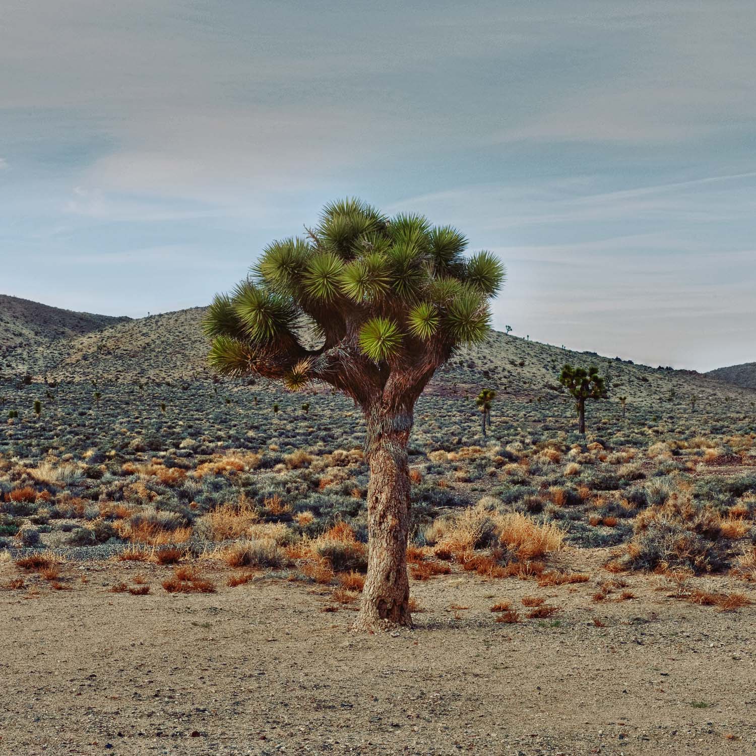 Joshua_Tree_Art_Print