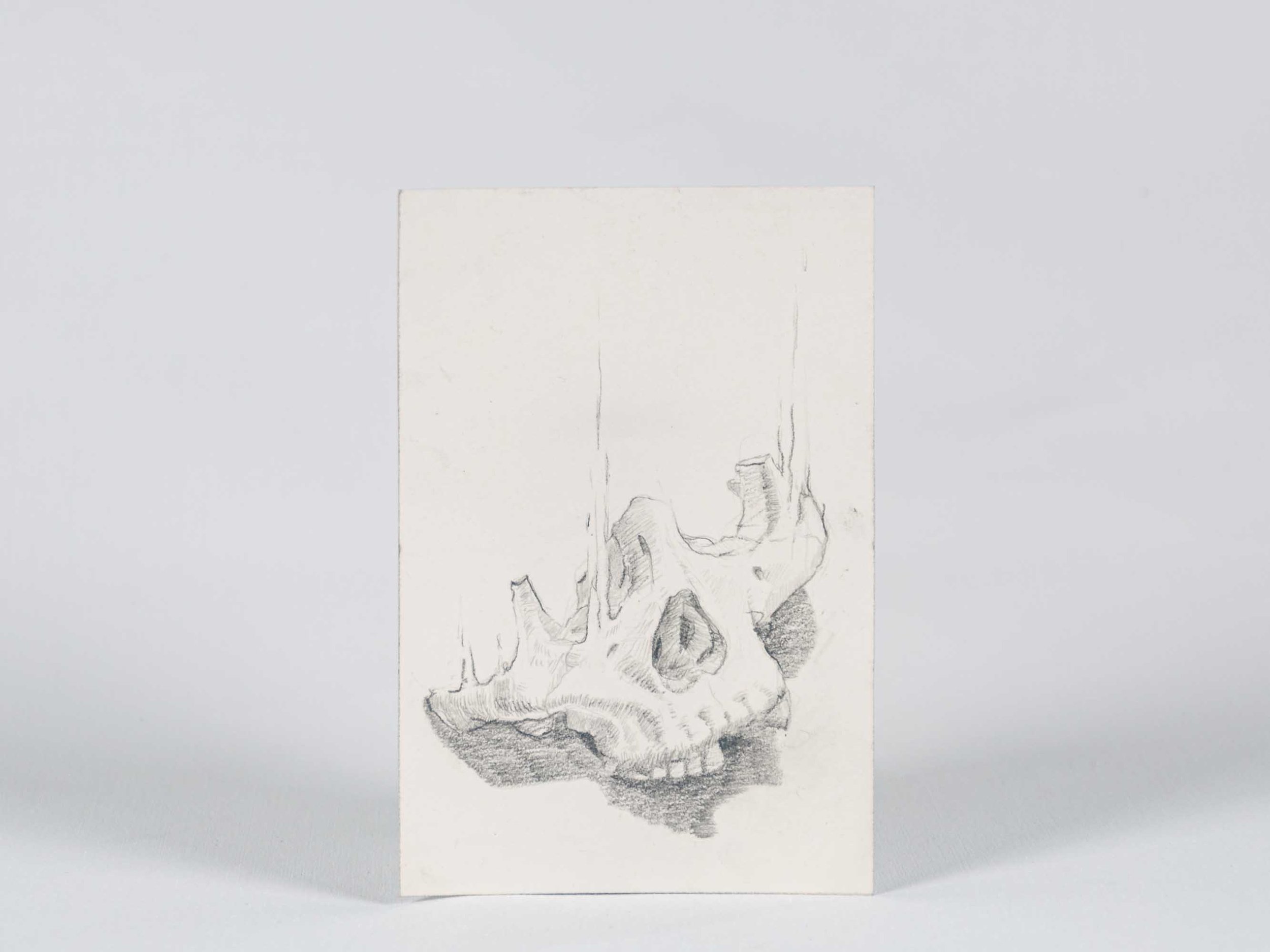 Study: Small Skull ($25)