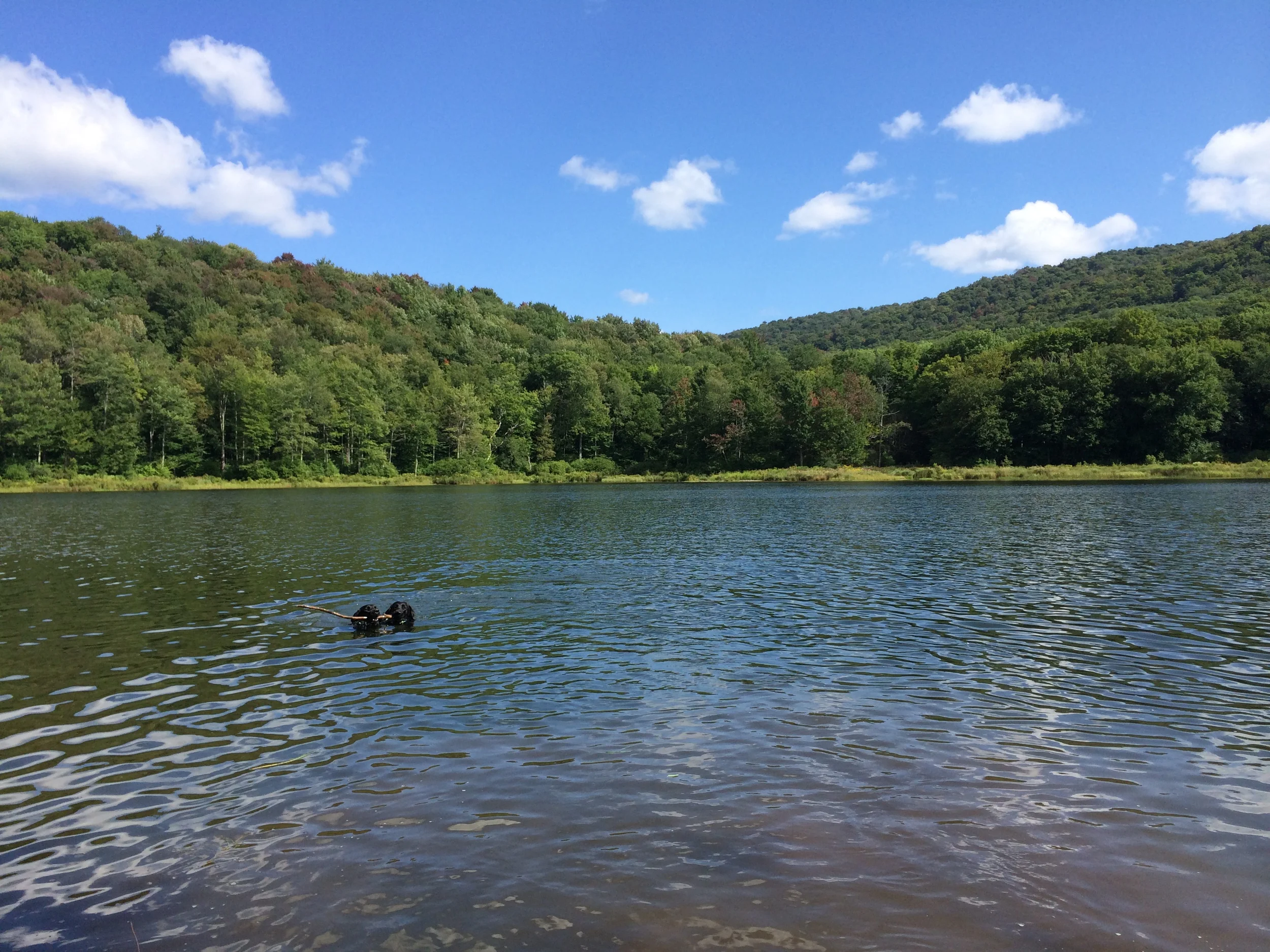 Alder lake