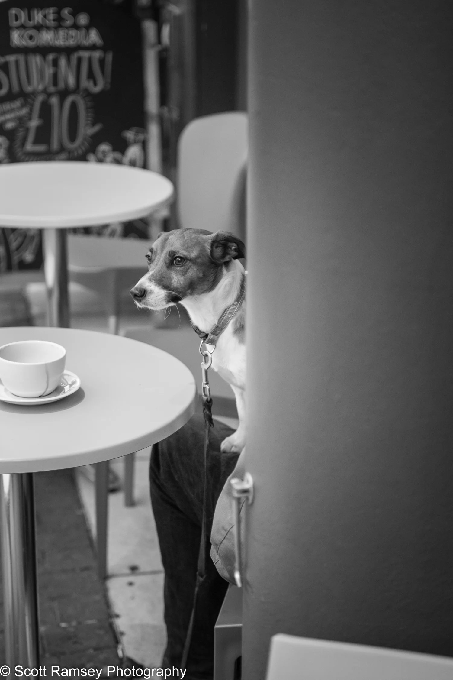 A dog sits on his owners lap outside a coffee shop in the Lanes, Brighton, East Sussex.