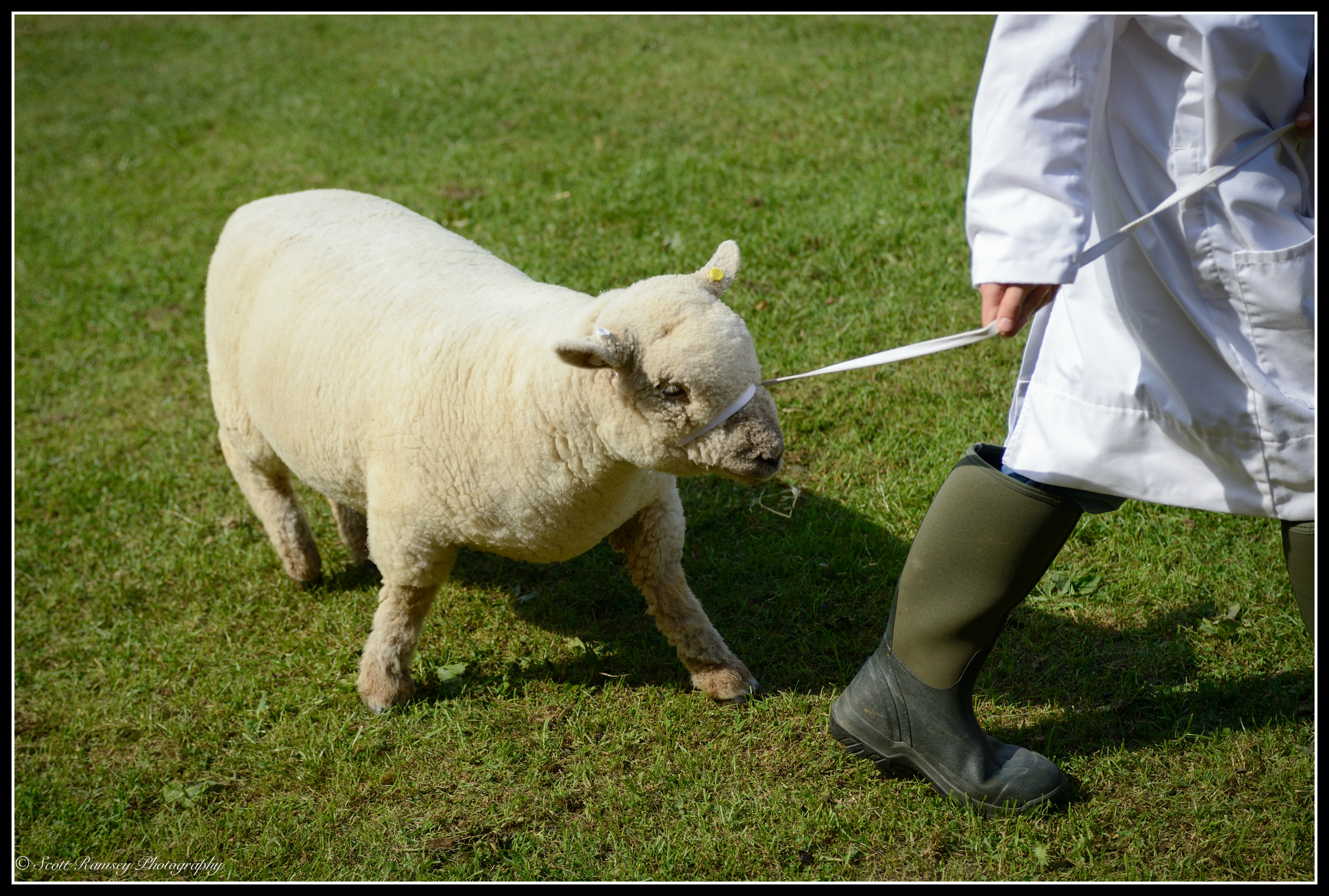 A sheep is lead around the arena whist being judged during a competition at the Findon Sheep Fair 