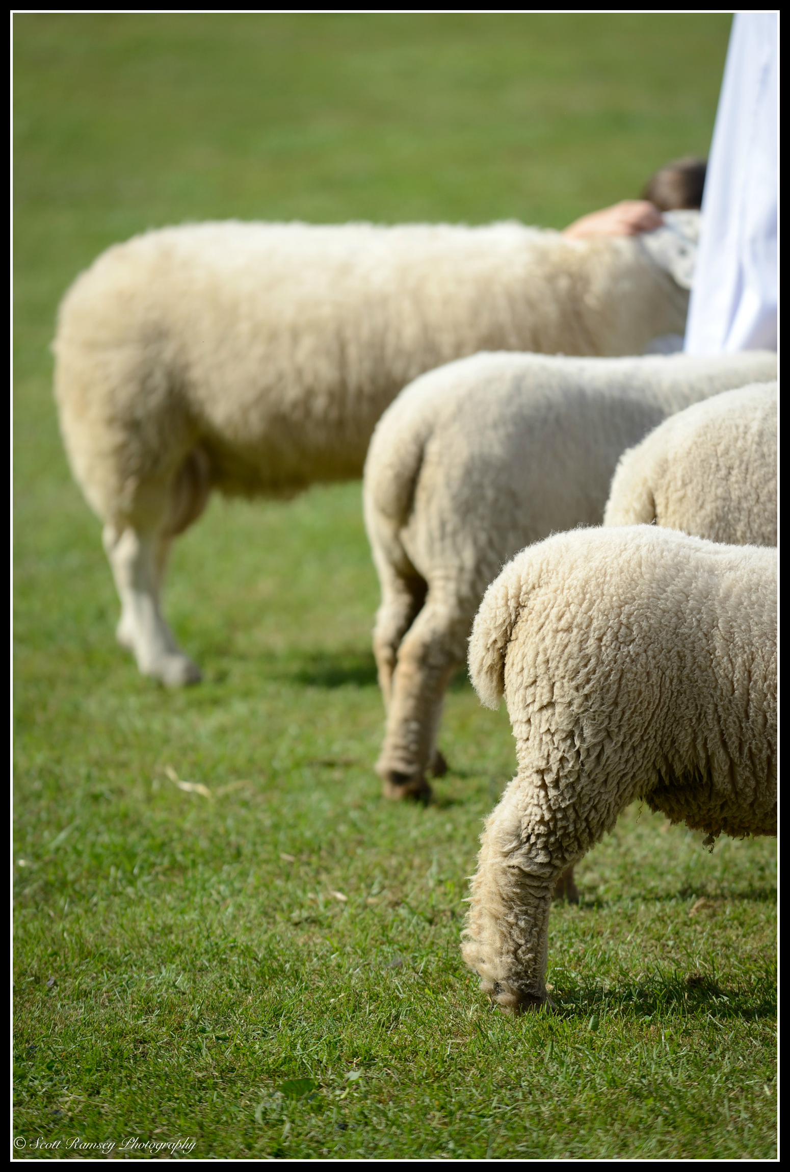 Sheep lined up in the main arena whist being judged at the Findon Sheep Fair in West Sussex.