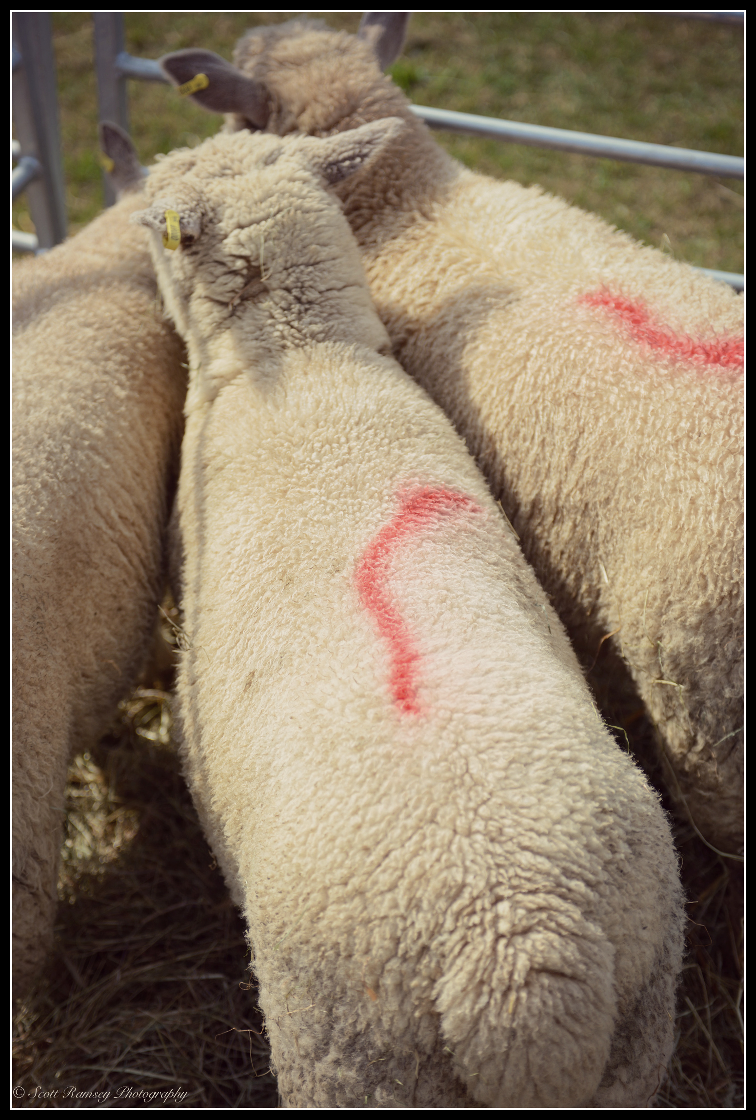 Sheep in a pen at the Findon Sheep Fair in West Sussex. The red mark is sprayed on their backs by the farmer to help identify them.