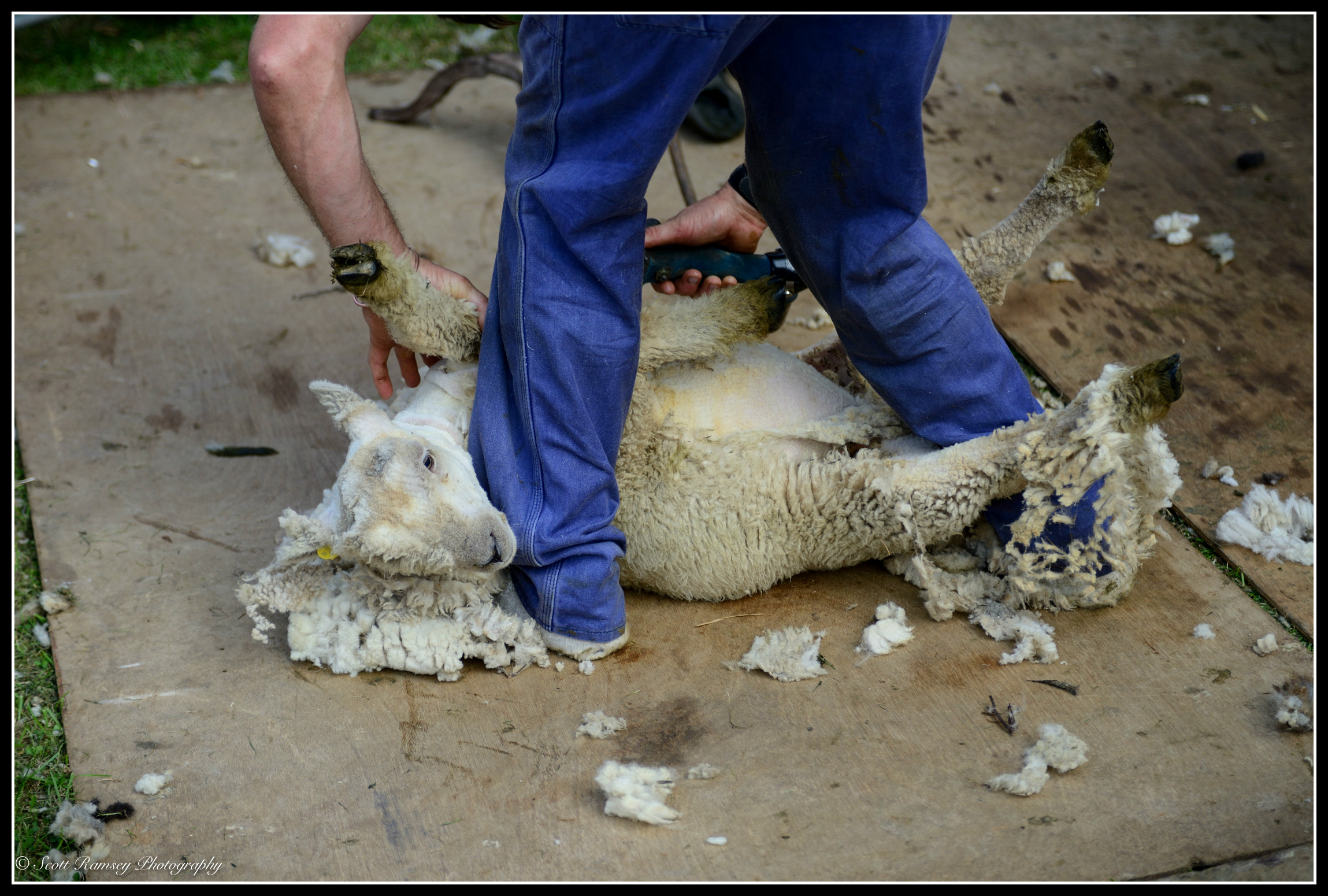 A sheep is sheared during a demonstration at the Findon Sheep Fair in West Sussex.