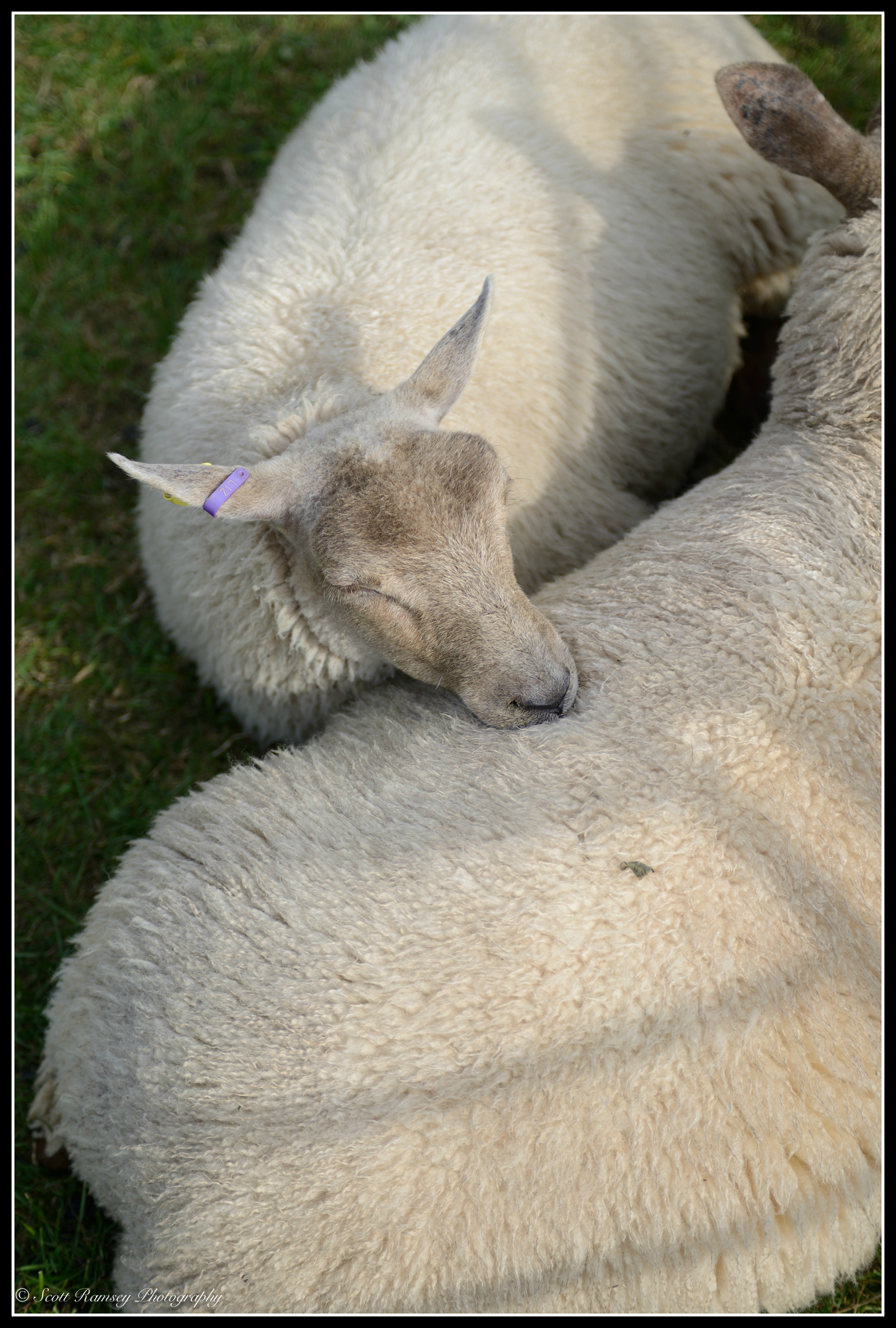 It's tiring looking your best all day. A sheep rests its head on another sheep whilst it sleeps in a pen during the Findon Sheep Fair in West Sussex.