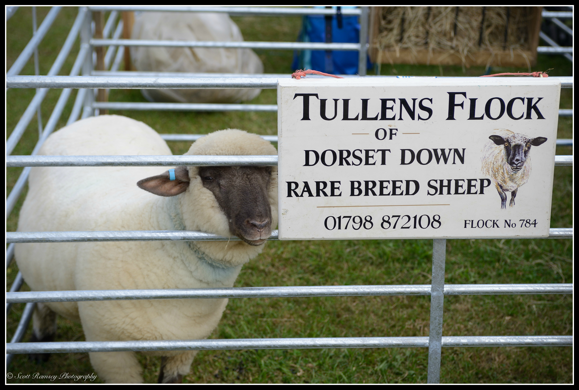 A sheep looks through the bars of its pen at the Findon Sheep Fair.