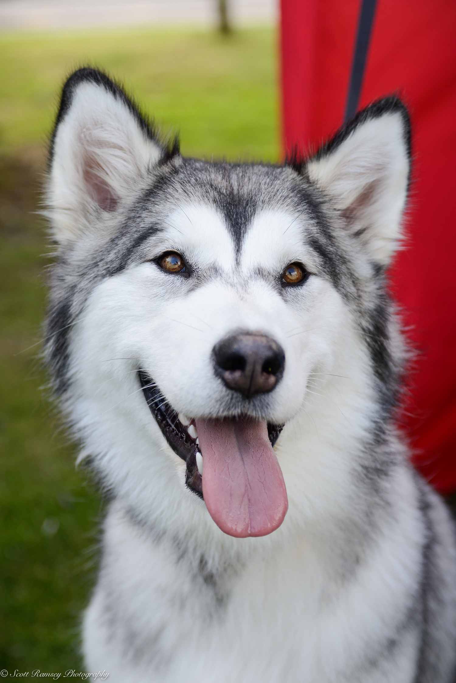 East Preston Dog Show