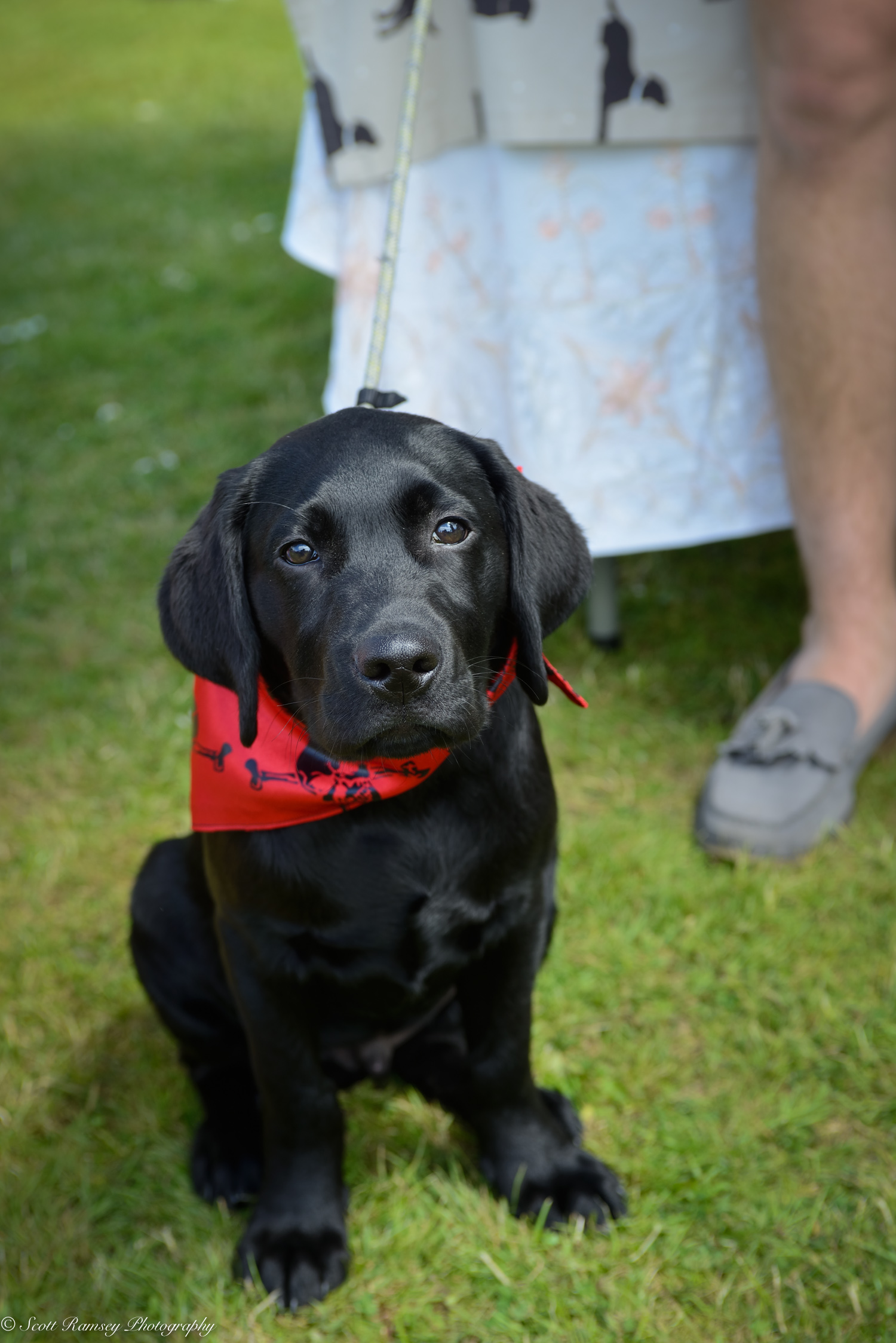 East Preston Dog Show