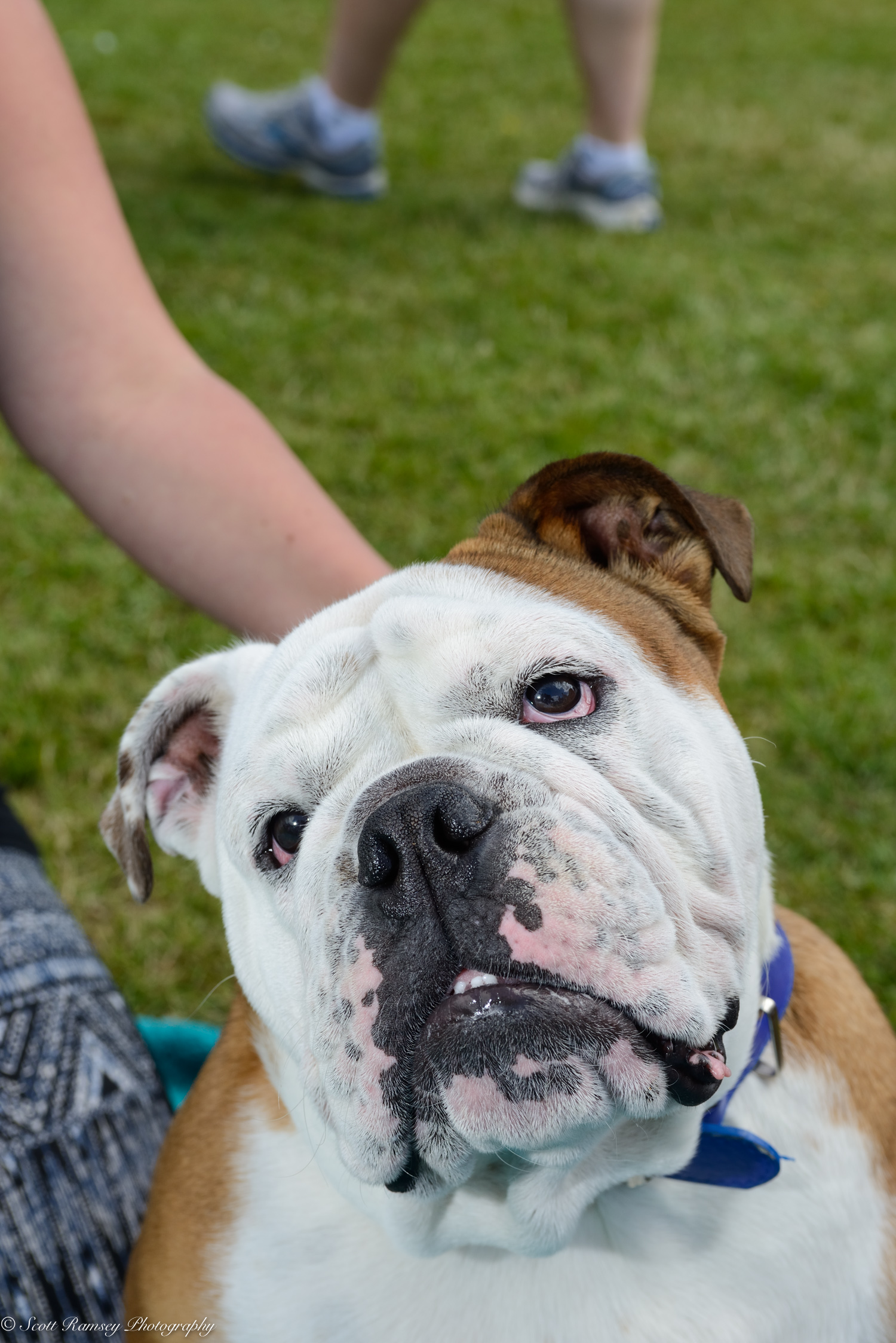 East Preston Dog Show