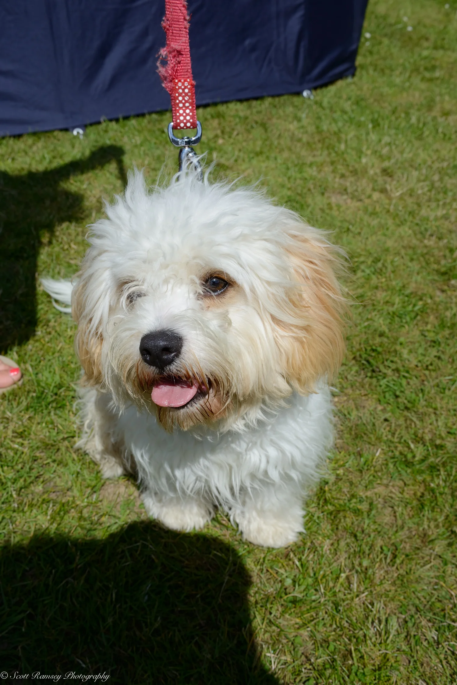 The Dogs Of East Preston Village Dog Show by Photographer Scott Ramsey