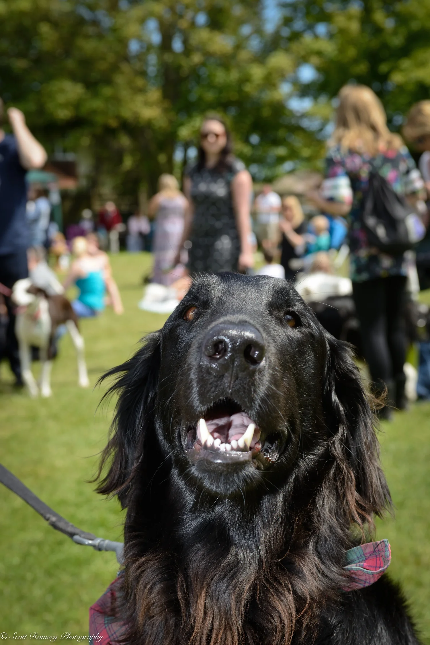 The Dogs Of East Preston Village Dog Show by Photographer Scott Ramsey