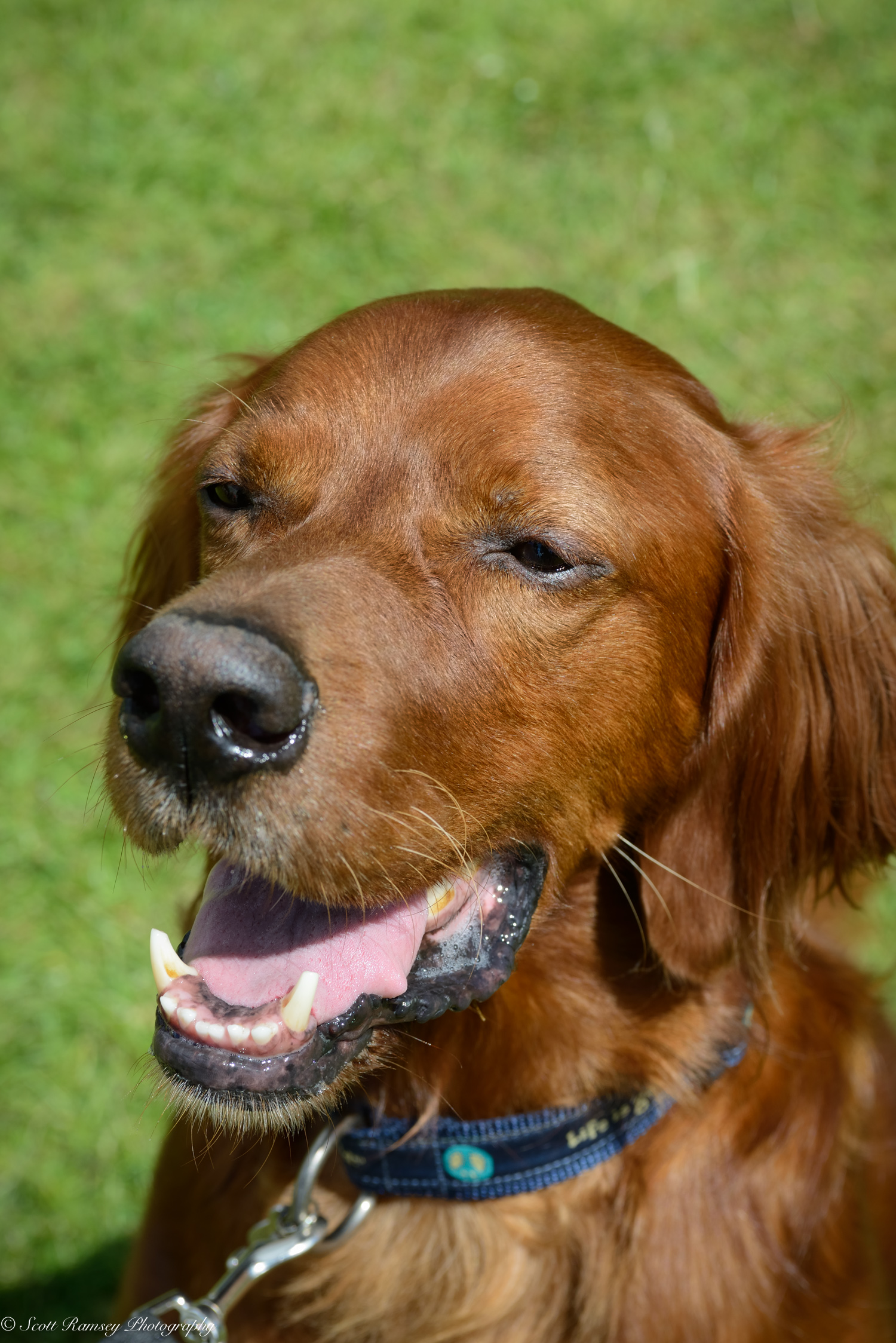 East Preston Dog Show