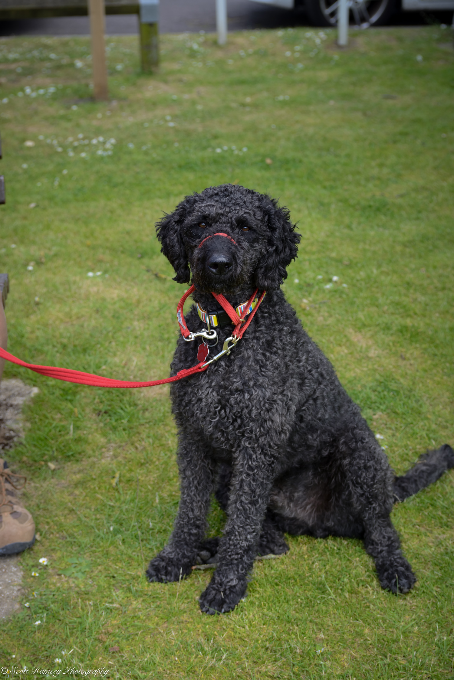 East Preston Dog Show