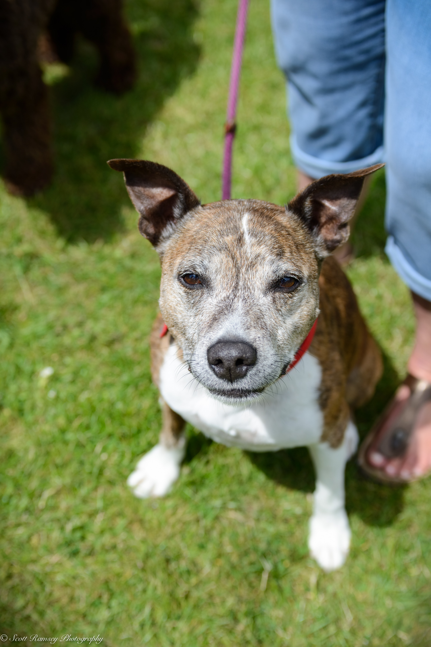 East Preston Dog Show