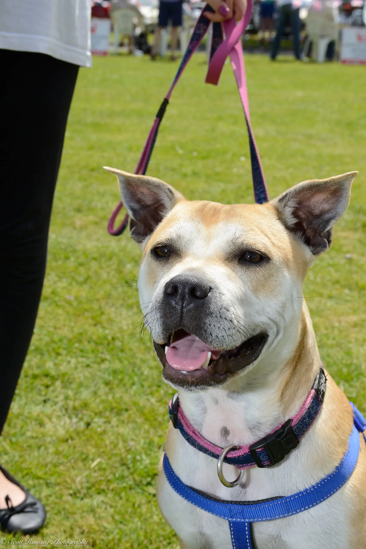 East Preston Dog Show